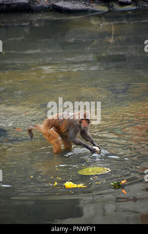 Macaco ruba offerte dal fiume Bagmati vicino al tempio di Pashupatinath a Kathmandu in Nepal Foto Stock