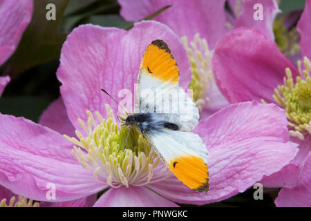 Punta arancione farfalla di Clematis fiori Foto Stock