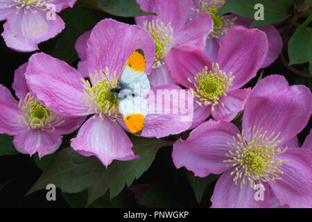 Punta arancione farfalla di Clematis fiori Foto Stock