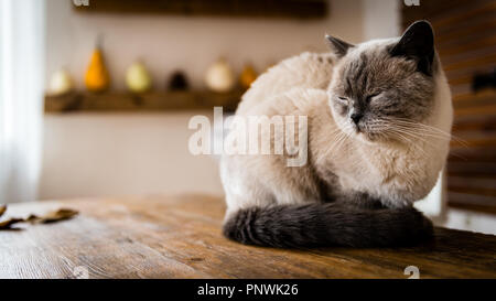 Meraviglioso gatto seduto sul tavolo in tema Halloween decorate soggiorno. Stile di vita Halloween stagione casa famiglia interiore. Foto Stock