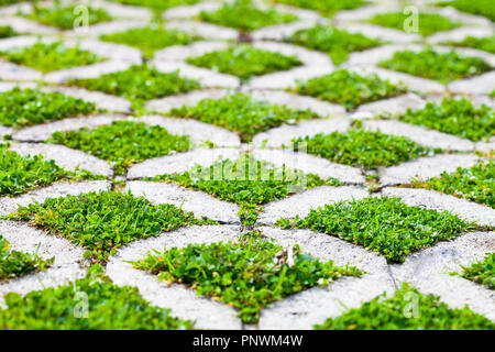 Blocco di pietra percorso a piedi nel parco con prato verde sullo sfondo Foto Stock