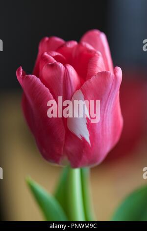 Tulipani e orchidee su sfondi scuri Foto Stock