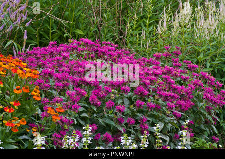 Colorato giardino estivo fiori di confine nel Regno Unito Foto Stock