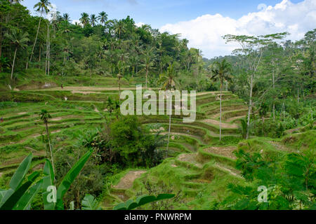 Tegallalang terrazze di riso nei pressi di Ubud nel centro di Bali, Indonesia Foto Stock