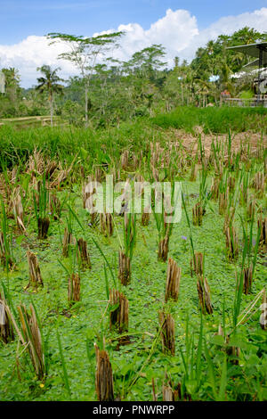 Tegallalang terrazze di riso nei pressi di Ubud nel centro di Bali, Indonesia Foto Stock