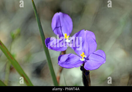 Nativi Australiani di fiori selvaggi, la seta bandiera viola iris, Patersonia sericea, famiglia delle liliacee, Royal National Park, Sydney, NSW, Australia Foto Stock