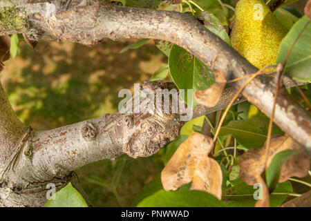 La malattia delle foglie e le vigne di pere close-up di danni a rot e parassiti. Il concetto di protezione della proprietà industriale pera giardino Foto Stock