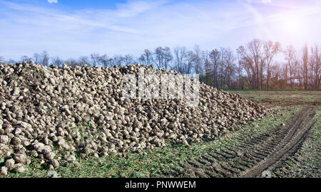 Gli agricoltori del raccolto di barbabietole da zucchero in un campo Paese Foto Stock