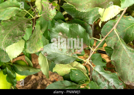 La malattia delle foglie e le vigne di pere close-up di danni a rot e parassiti. Il concetto di protezione della proprietà industriale pera giardino Foto Stock