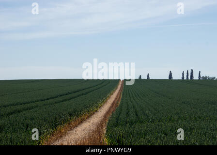 Un campo di grano in crescita in estate il sole a Sawbridgeworth, Hertfordshire, e un sentiero conduce dal cancello per gli alberi all'orizzonte. Foto Stock