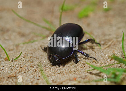 Dor, Geotrupes stercorarius, una massa-noioso dung beetle, iniziando a scavare un buco nella sabbia Foto Stock