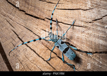 Alpino femminile longhorn beetle (Rosalia alpina, Cerambycidae) su un faggio Foto Stock