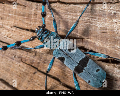 Alpino femminile longhorn beetle (Rosalia alpina, Cerambycidae) su un faggio Foto Stock