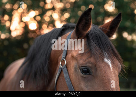 Ritratto di un colore marrone scuro a cavallo con un punto di colore bianco sul fronte, guardando in giù con gli occhi tristi, un'immagine con il fuoco selettivo nella luce del mattino. Foto Stock