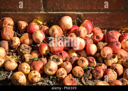 Autunno Autunno Apple Foto Stock