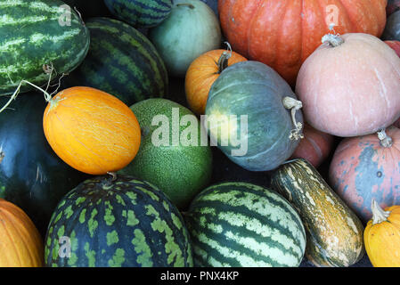 Meloni e zucche - Composizione dei diversi tipi di zucche, acqua-meloni e meloni. Foto Stock