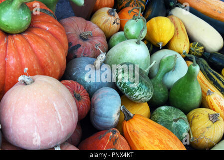 Meloni e zucche - Composizione dei diversi tipi di zucche, acqua-meloni e meloni. Foto Stock