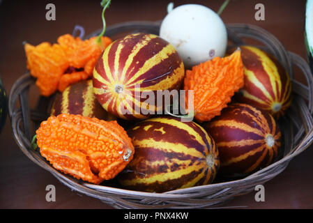 Meloni e zucche - Composizione dei diversi tipi di zucche, acqua-meloni e meloni. Foto Stock