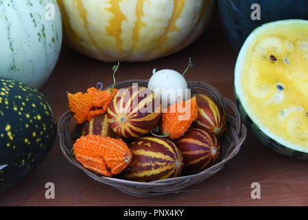 Meloni e zucche - Composizione dei diversi tipi di zucche, acqua-meloni e meloni. Foto Stock