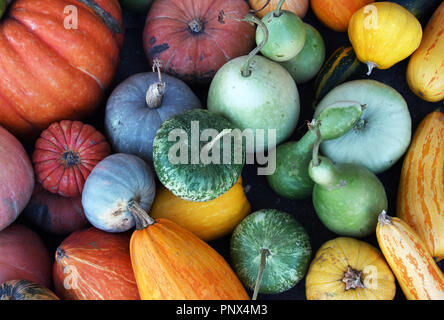 Meloni e zucche - Composizione dei diversi tipi di zucche, acqua-meloni e meloni. Foto Stock