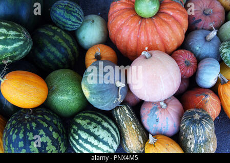 Meloni e zucche - Composizione dei diversi tipi di zucche, acqua-meloni e meloni. Foto Stock