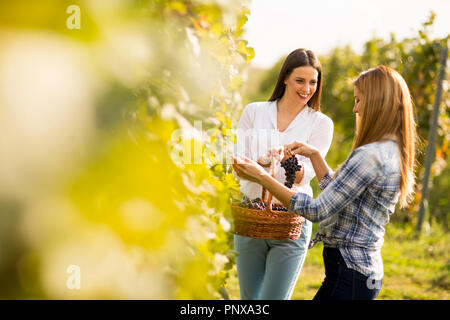 Due giovani donne con cestello raccolta uva in vigna Foto Stock