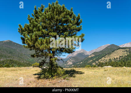 Ponderosa Pine - una solitaria ponderosa pine in piedi in una valle di montagna. Parco Nazionale delle Montagne Rocciose, Colorado, Stati Uniti d'America. Foto Stock