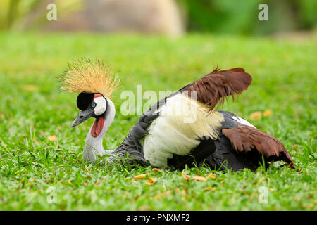 Grey Crowned-gru - Balearica regulorum, splendida e grande uccello dalle savane africane. Foto Stock