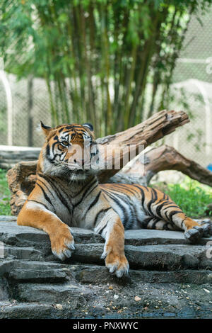 Una tigre lounging Foto Stock