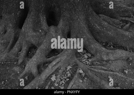 Brucher Talsperre Germania con vecchi alberi di quercia Foto Stock