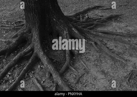 Brucher Talsperre Germania con vecchi alberi di quercia Foto Stock