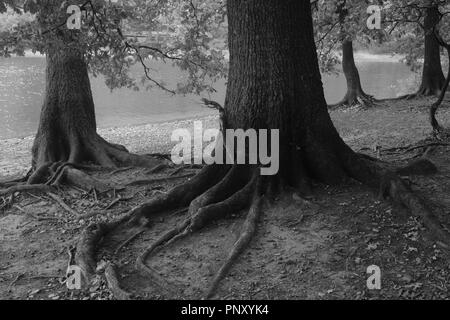 Brucher Talsperre Germania con vecchi alberi di quercia Foto Stock