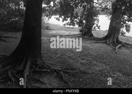 Brucher Talsperre Germania con vecchi alberi di quercia Foto Stock