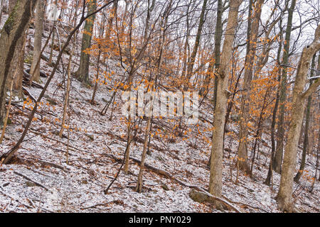 Foglie di colore arancione dallo scorso autunno si aggrappano agli alberi su una collina ricoperta con la neve come marzo arriva come un leone a San Louis Creve Coeur Park su un inverno Foto Stock