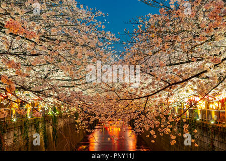 Fiore di Ciliegio stagione a Tokyo presso fiume Meguro, Giappone fiume Meguro Sakura Festival. Foto Stock