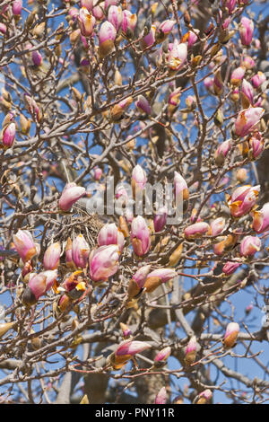 Guardando in alto attraverso i boccioli di fiori di un piattino albero di magnolia inizio a fiore a San Louis Forest Park su una giornata di primavera in aprile. Foto Stock