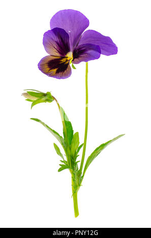 Viola tricolore var. hortensis su sfondo bianco Foto Stock