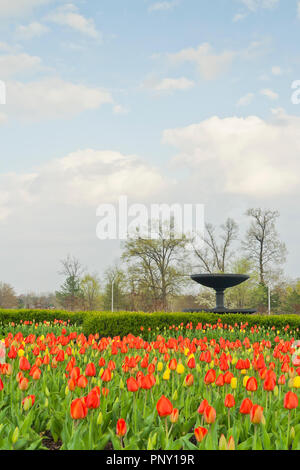 Il Colonial figlie fontana nel mezzo di un campo di rosso e tulipani gialli in primavera sotto un poco nuvoloso cielo a San Louis Forest Park su una serata di aprile Foto Stock