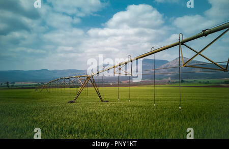 Agricola sistema di irrigazione irrigazione verde di un campo di grano Foto Stock