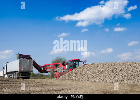 Veicolo agricolo la raccolta delle barbabietole da zucchero a soleggiata giornata autunnale Foto Stock