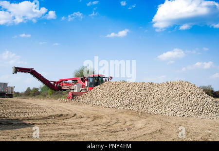 Veicolo agricolo la raccolta delle barbabietole da zucchero a soleggiata giornata autunnale Foto Stock