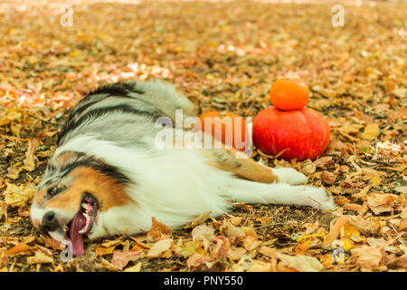 Pastore australiano in autunno forest esegue il comando. Zucca di Halloween la natura Foto Stock