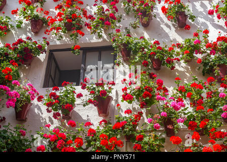Molti rossi gerani in vasi di fiori su un muro di casa, Fiesta de Los Patios, Córdoba, Andalusia, Spagna Foto Stock