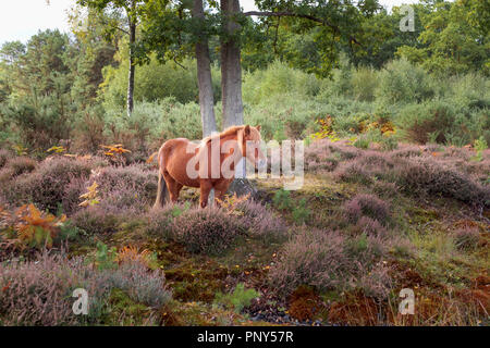 Un marrone castagna cavallo islandese sfiora nel bosco e viola heather in corrispondenza della Smart Heath comune, Mayford, Woking, Surrey, Regno Unito in autunno Foto Stock