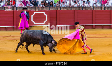 Racing bull con matador, torero o toureiro in abiti tradizionali, la corrida, arena Plaza de Toros de la Real de Foto Stock