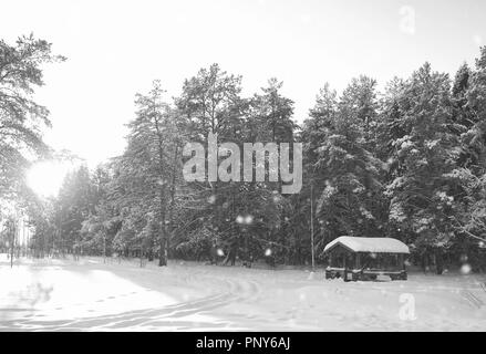 Monocromatico gazebo in legno nella foresta in inverno giornata di sole Foto Stock