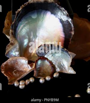 Perle in una perla shell da caraibici attivo solo pearl farm su Cozumel in Messico Foto Stock