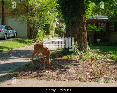 Un white-Tailed Deer Fawn lambisce in un cortile anteriore nella foresta fluviale, Illinois. Foto Stock