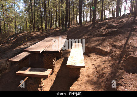 Un tavolo di legno in un area picnic tra gli alberi di una foresta di pini Foto Stock