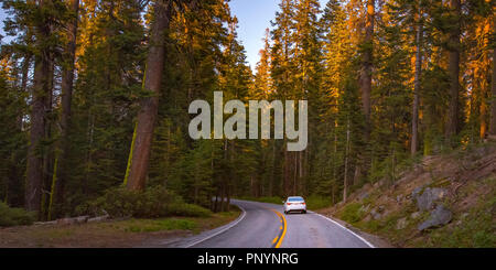 Strada fra torreggianti alberi in Yosemite in California Foto Stock